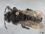 Andrena linsleyana image