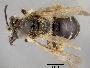 Andrena cheyennorum image