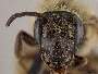 Andrena cheyennorum image