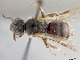 Lasioglossum oenotherae image