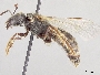 Lasioglossum oenotherae image
