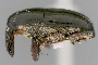 Image of Loboderes parvulus