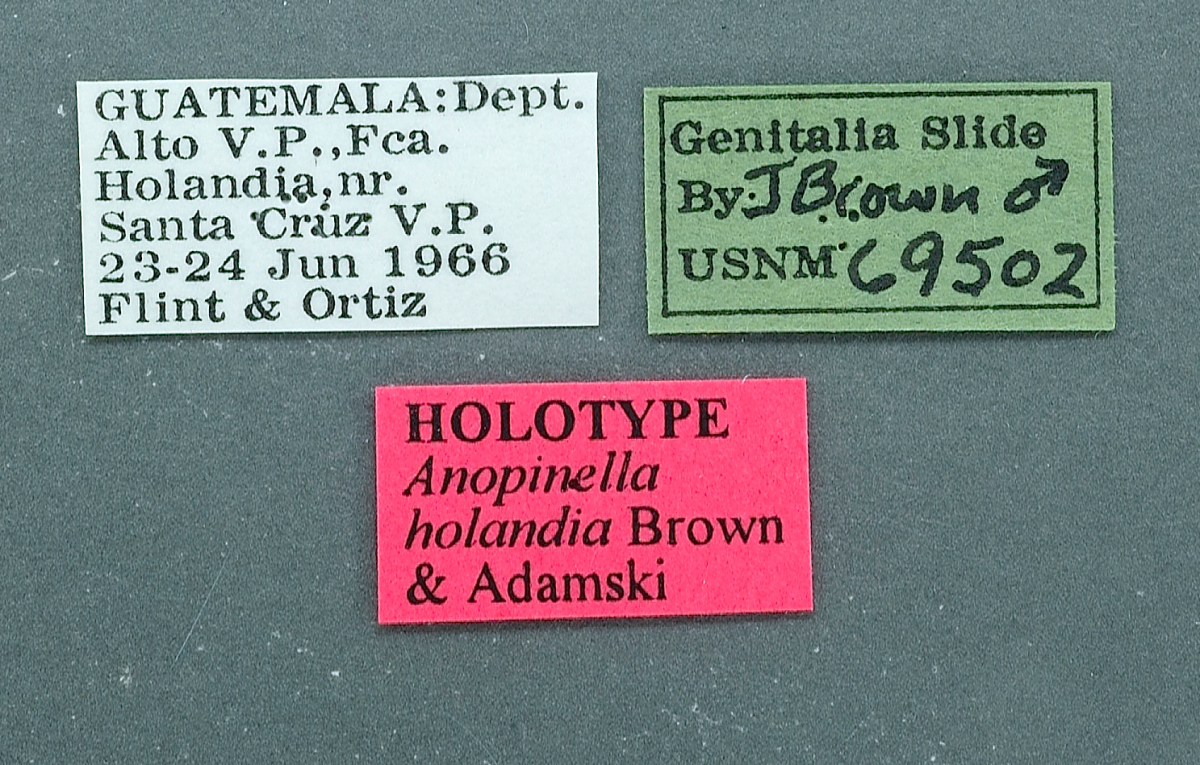Anopinella holandia image