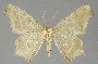 Euclysia maurusaria image