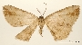 Melanolophia rubrica image