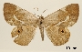 Image of Opisthoxia saturaria