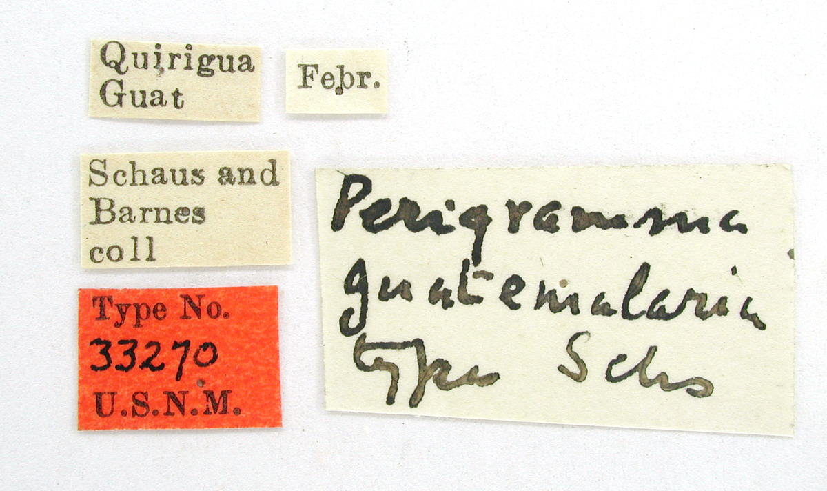 Perigramma guatemalaria image
