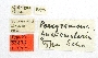 Perigramma guatemalaria image
