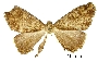 Image of Pherotesia bifurca