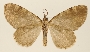 Hydriomena subgrisea image