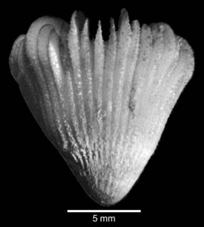 Image of Pseudocyathoceras avis