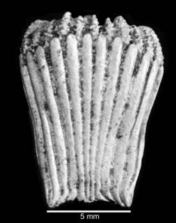Image of Idiotrochus emarciatus