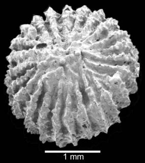 Image of Peponocyathus folliculus