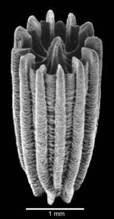 Image of Turbinolia stephensoni