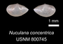 Image of Nuculana concentrica