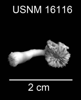 Trochocyathus fasciatus image
