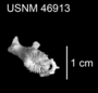 Trochocyathus fasciatus image
