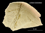 Eupatagus lymani image