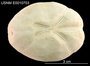 Brissopsis atlantica image