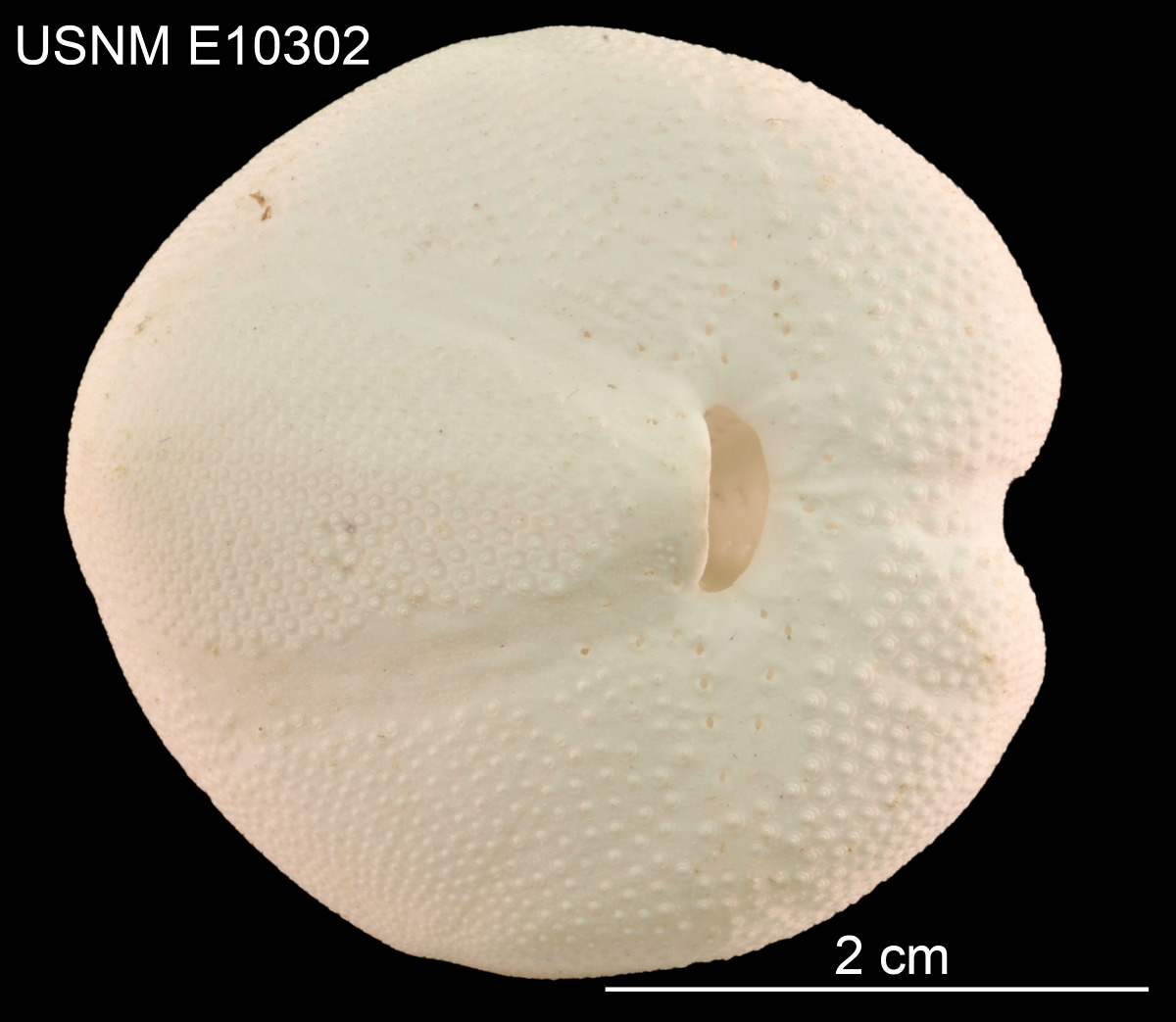 Schizaster floridiensis image