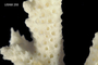 Acropora millepora image