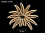 Crossaster helianthus image
