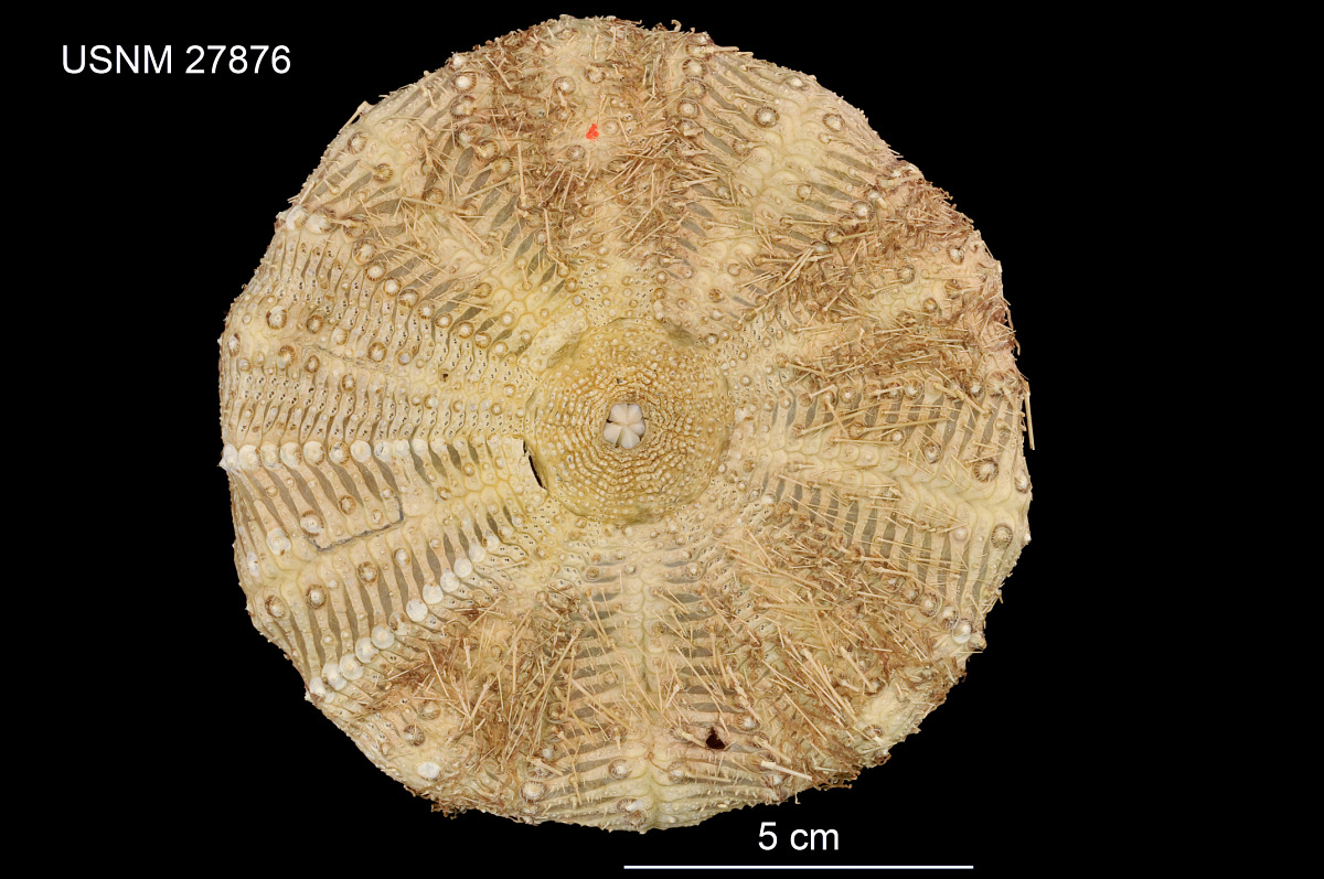 Araeosoma leptaleum image