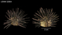 Echinometra insularis image