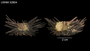 Echinometra insularis image
