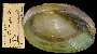 Pyganodon cataracta image