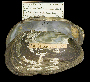 Anodontites tenebricosa image