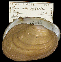 Anodontites tortilis image