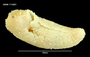 Image of Psolidium dorsipes