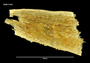 Image of Chaperia quadrispinosa