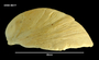 Crepipatella dilatata image
