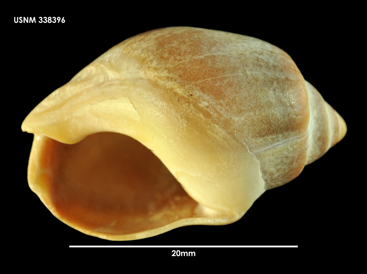 Buccinanops deformis image
