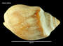 Buccinanops deformis image