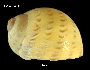 Tanea zelandica image
