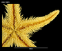 Image of Astropecten polyacanthus