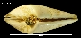 Image of Plebidonax deltoides