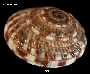 Heliacus variegatus image