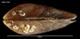 Perna canaliculus image