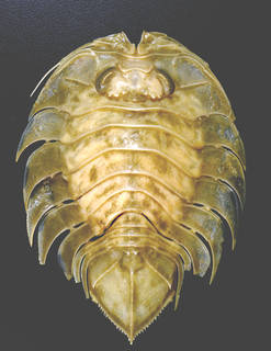 Image of Ceratoserolis trilobitoides