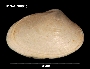 Image of Cyamium falklandicum