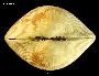Tucetona laticostata image