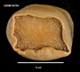Image of Sicyonis erythrocephala