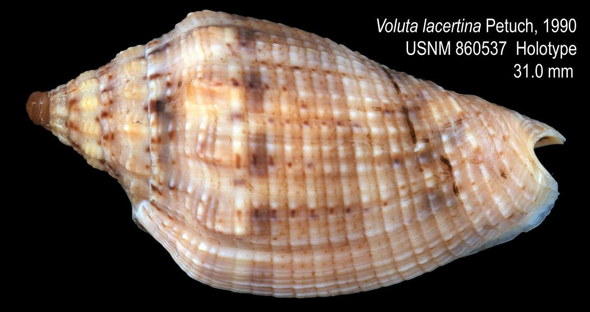 Volutidae image
