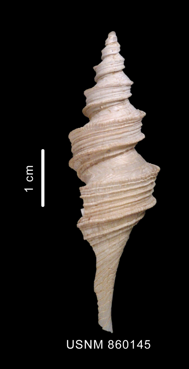 Cochlespiridae image