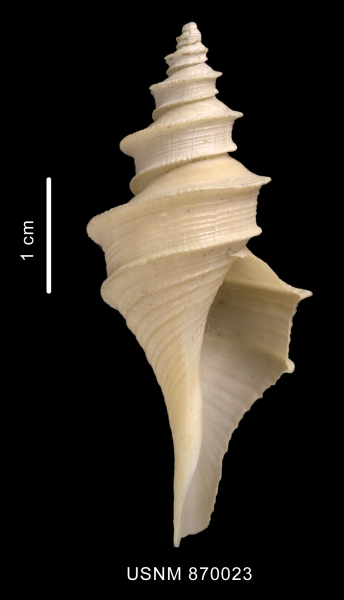 Cochlespiridae image