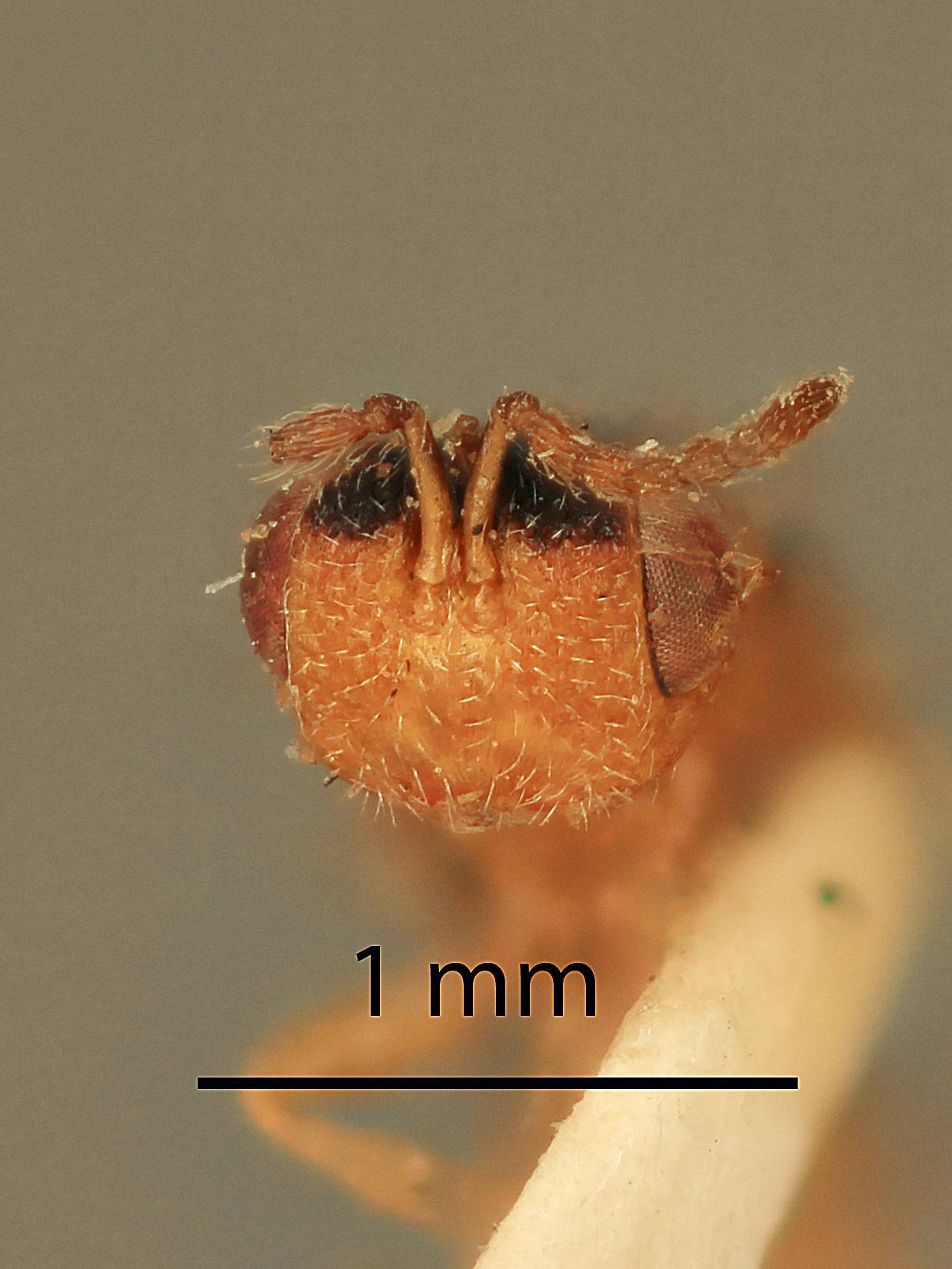 Decatomidea cooki
